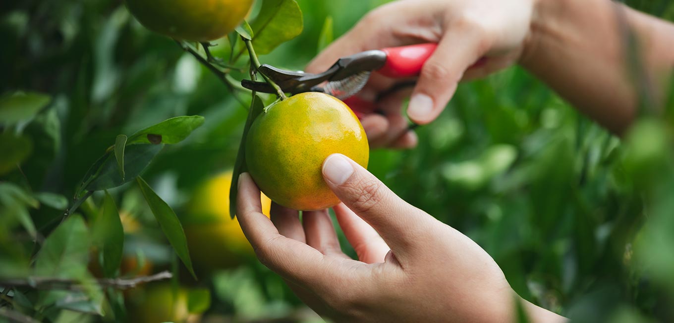 Des produits de qualit&eacute;