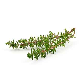 Plantes & épices